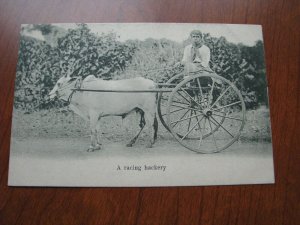 Ceylon Postcard 1900-06 Unused UDB Racing Hackery 