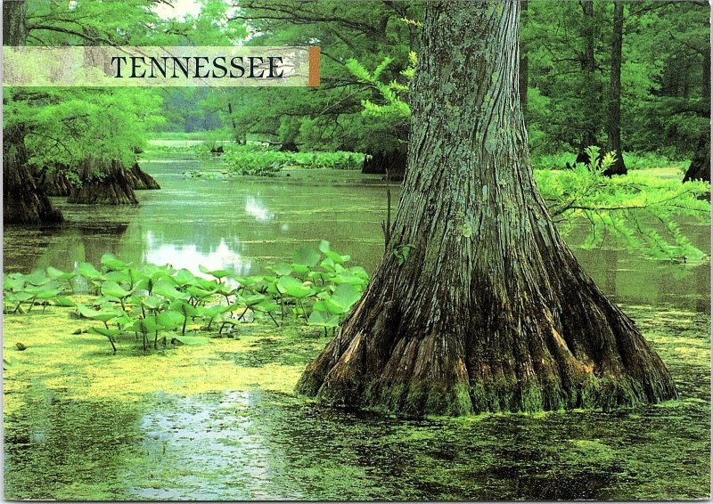 VINTAGE CONTINENTAL SIZE POSTCARD TENNESSEE'S SCENIC REELFOOT LAKE