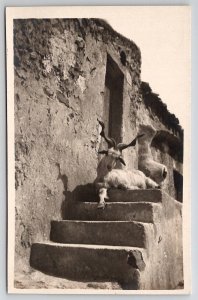 RPPC Beautiful Goat Long Horns On Steps Clay House Real Photo Postcard Y30