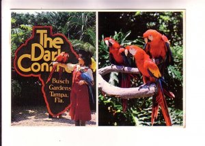 Macaws, Birds of The Dark Continent, The Busch Gardens, Tampa, Florida