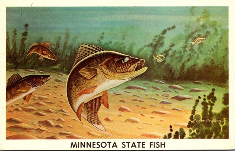 Minnesota State Fish The Walleye