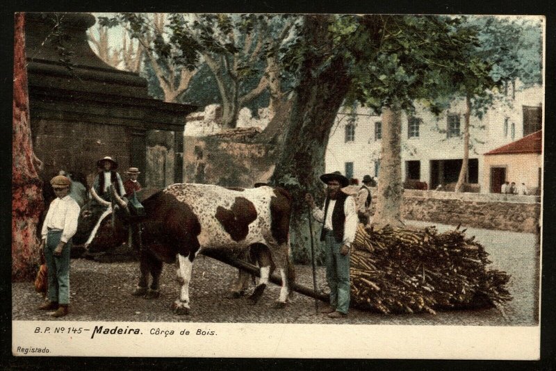 Portugal Madeira Postcard Corca de bois Firewood haller