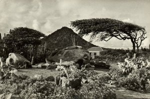 aruba, N.A., Hooiberg Mountain, Divi-Divi Wind Tree (1950s) RPPC Postcard