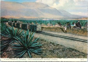 Sisal Plantation Tanzania Africa Commonwealth Institute Postcard C3 *as is 