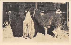 Group Of Llamas real photo Llama unused 