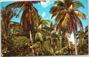 Coconut Palms Posted 1982