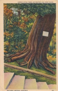 Natural Bridge VA Virginia - Arbor Vitae Tree - 1000 Years Old - pm 1942 - Linen