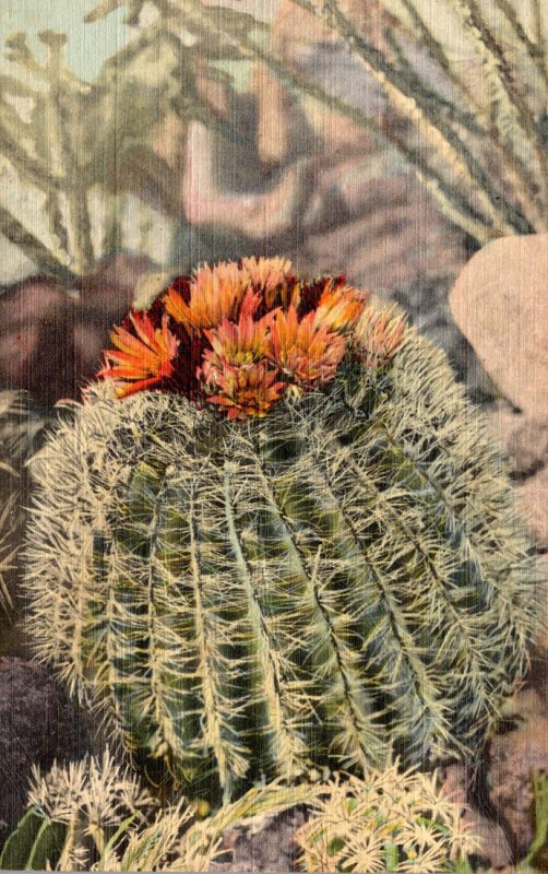 Barrel Cactus In Bloom Curteich