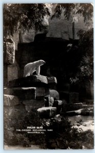 RPPC BROOKFIELD ZOO, Chicago Illinois IL ~ POLAR BEAR Real Photo Postcard