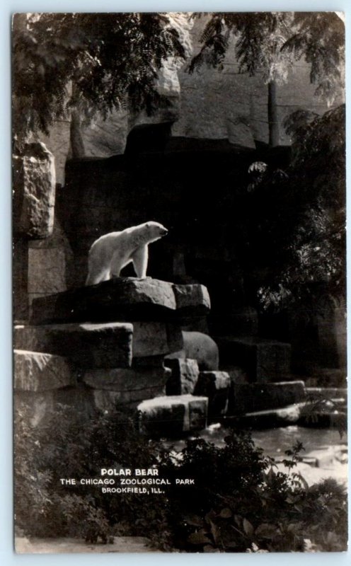 RPPC BROOKFIELD ZOO, Chicago Illinois IL ~ POLAR BEAR Real Photo Postcard