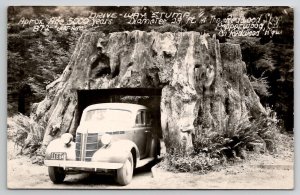RPPC Redwood Hwy Old Car Driveway Tree Stump California Real Photo Postcard A48