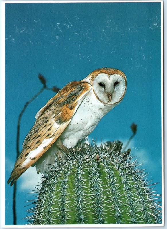 c1970s Pub Phoenix, AZ Barn Owl on Desert Cactus 4x6 PC Paul Berquist Photo M9