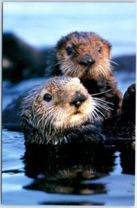 Postcard - Sea Otter, Monterey Bay - California