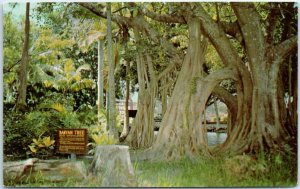 The Distinctive Banyan Tree In McKee Jungle Gardens - Vero Beach, Florida