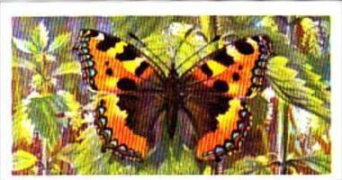 Brooke Bond Tea British Butterflies No 21 Small Tortoiseshell