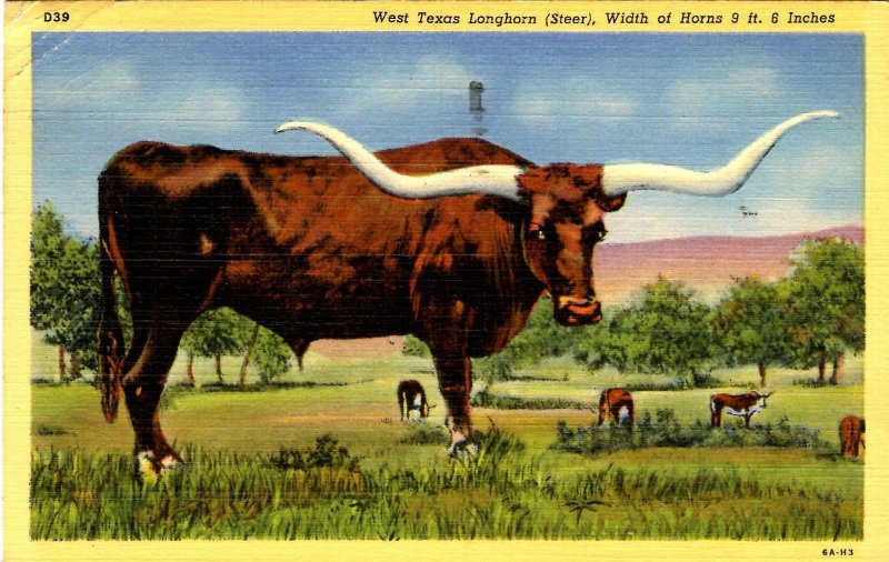 TX - Texas Longhorn