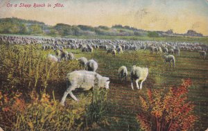 ALBERTA, Canada, PU-1910; On A Sheep Ranch