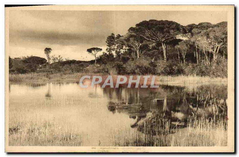 Old Postcard Hyeres Landscape on the road to the beach