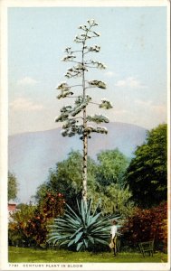 Century Plant Bloom WB Postcard VTG UNP Phostint Vintage Unused 