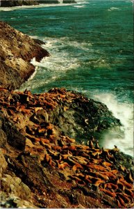 Sea Lion Caves Animals Cliffs Waves Ocean Oregon WOB PM Vintage Cancel Postcard 