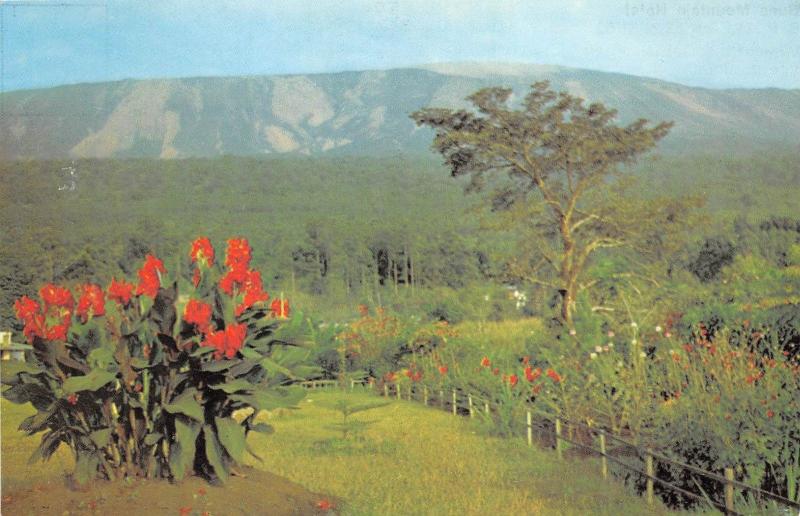 BR4707 Buea Mountain Hotel view of the garden   south africa