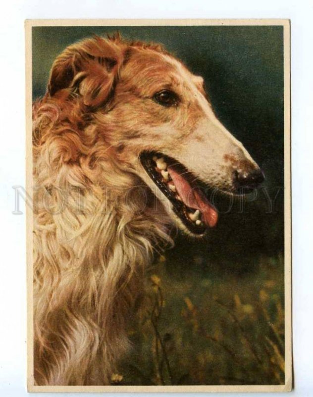 218620 GERMANY Borzoi dog old postcard