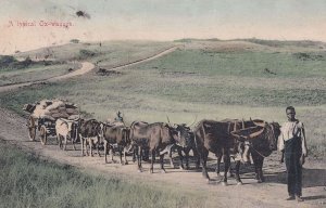 A Typical Ox Wagon South Africa Old Postcard