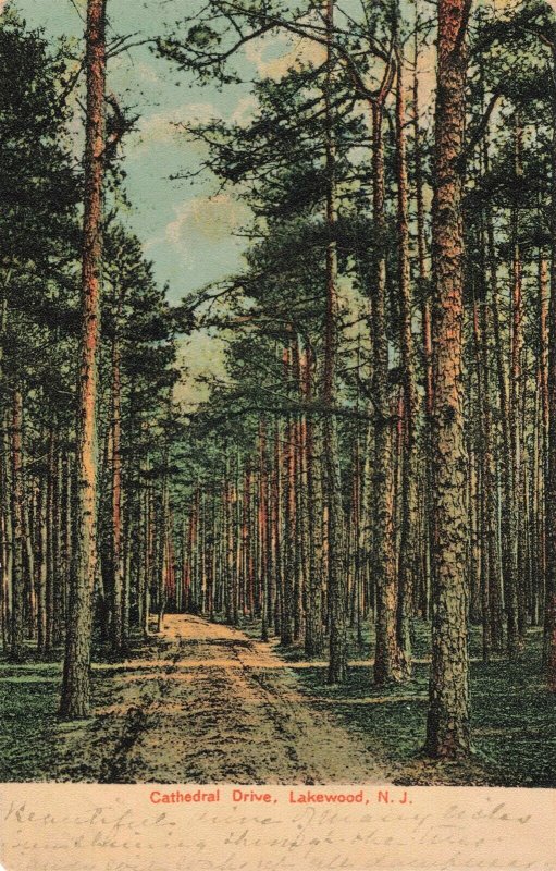 c.1910 Tall Pine Trees Cathedral Drive Lakewood New Jersey Postcard 2T5-482 