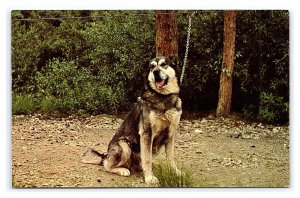 Mt. McKinley National Park Husky Sled Dog Tuffy Postcard