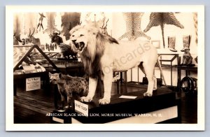 J99/ Warren New Hampshire RPPC Postcard c40s Morse Museum Lion Taxidermy 335