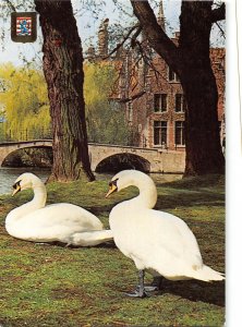 B109036 Belgium Brugge Omgeving Begijnhof Swan Birds Bridge Pont