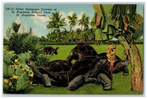 c1940's Giant Galapagos Tortoises Alligator Farm St. Augustine Florida Postcard