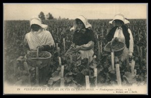 France Unused Postcard Grape harvest Vendangespicking Grapes in Champagne