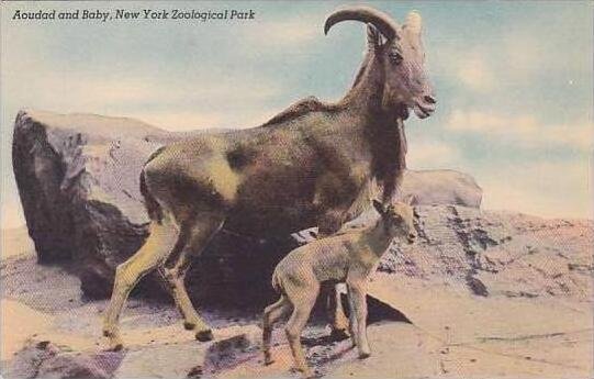 New York City Zoological Park Aoudad and Baby