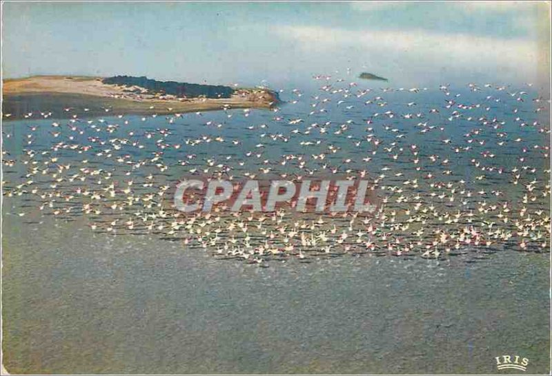 Postcard Modern Camargue with Gardians Aerial view of Flamingos in Flight