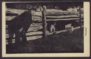 Pinched,Policeman,Boys Stealing Apples Comic Postcard