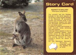 BR101952 bennett s wallaby and joey tasmania kangaroo   australia