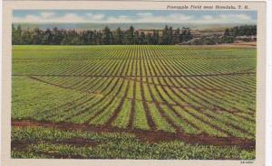 Hawaii PIneapple Field Near Honolulu Curteich