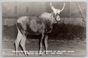 Belfast Maine Young Moose Frolics on Streets 1952 RPPC real photo Postcard L24