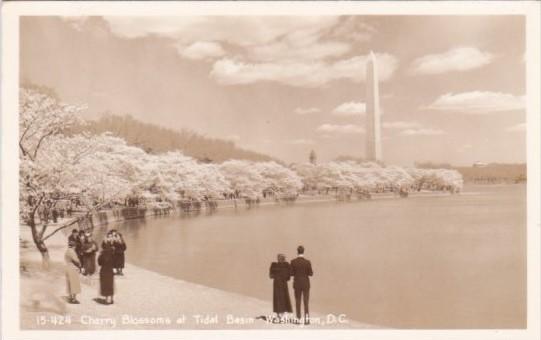 Flowers Cherry Blossoms At Tidal Basin Washington Real Photo