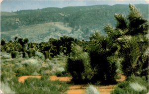 Mojave Desert, California, Nevada, Utah, Arizona, Joshua trees, yucca. Postcard