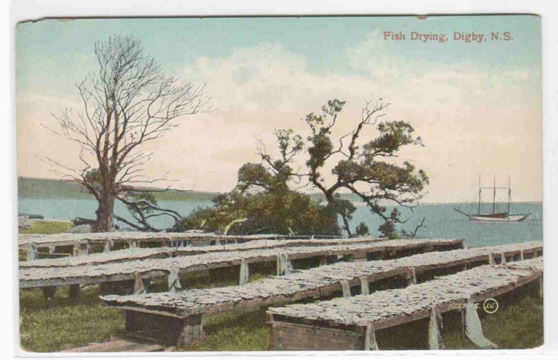 Fish Drying Digby Nova Scotia Canada 1910c postcard