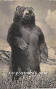 The American Musium of Natural History, New York, USA Bear Unused 