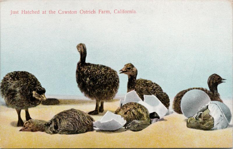 Just Hatched Cawston Ostrich Farm CA California Eggs Chicks UNUSED Postcard D93