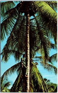 Postcard - Boy in a Coconut Tree, Plantation Tour, Brimmer Hall - Jamaica