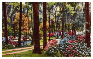 Postcard GARDEN SCENE Jacksonville Florida FL AR6246