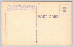 Yellowstone National Park~Bighorn Mountain Sheep~Vintage Linen Postcard