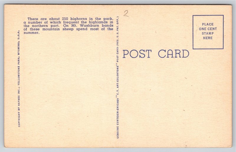 Yellowstone National Park~Bighorn Mountain Sheep~Vintage Linen Postcard