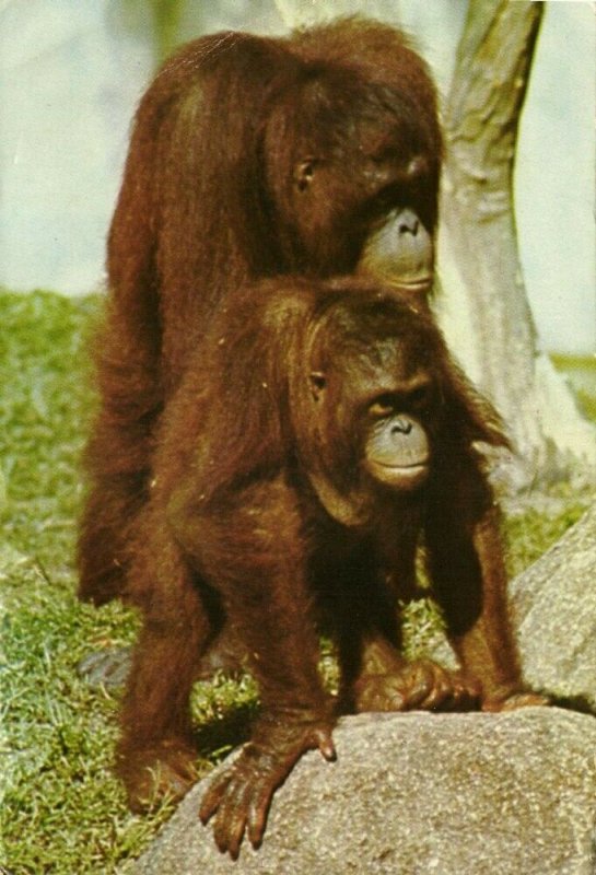 malay malaysia, PENANG, Mating Orang Utans in Botanic Garden (1983) Postcard