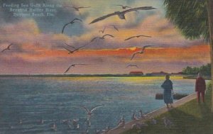 Florida Daytona Beach Feeding Seagulls Along The Halifax River